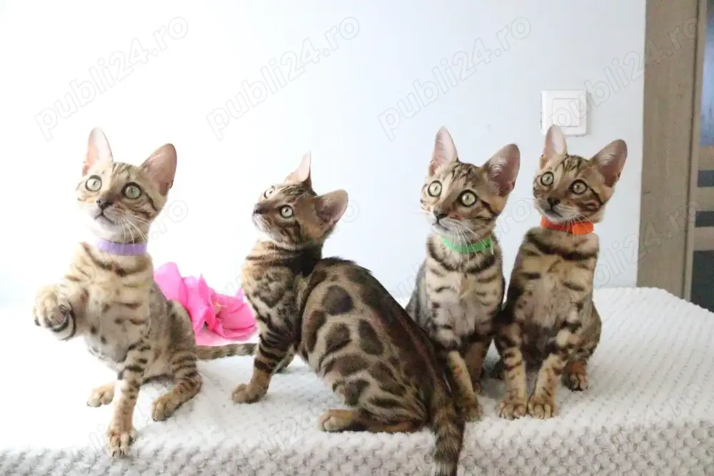 Pui de bengaleza   bengal  Pui de bengaleza   bengal