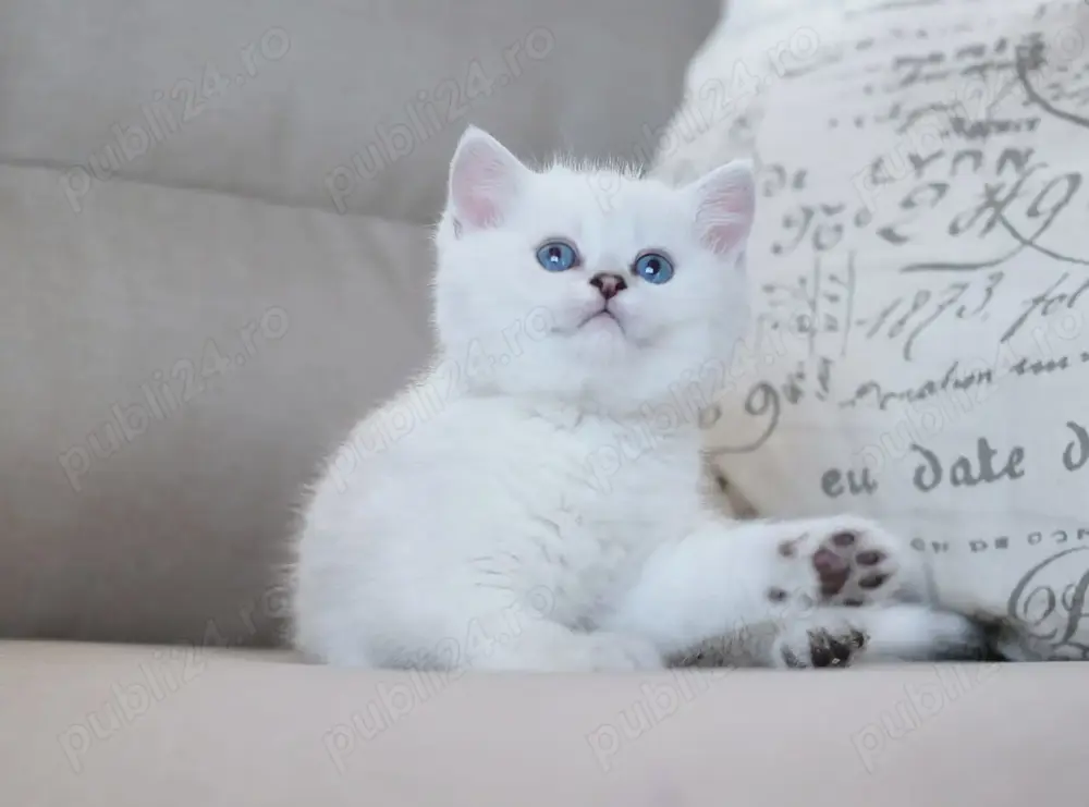 Puiuți British Shorthair White 