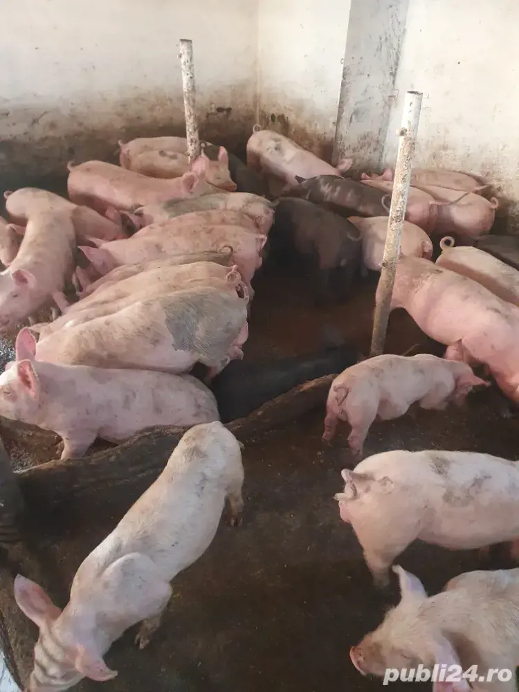Purcei de vanzare 