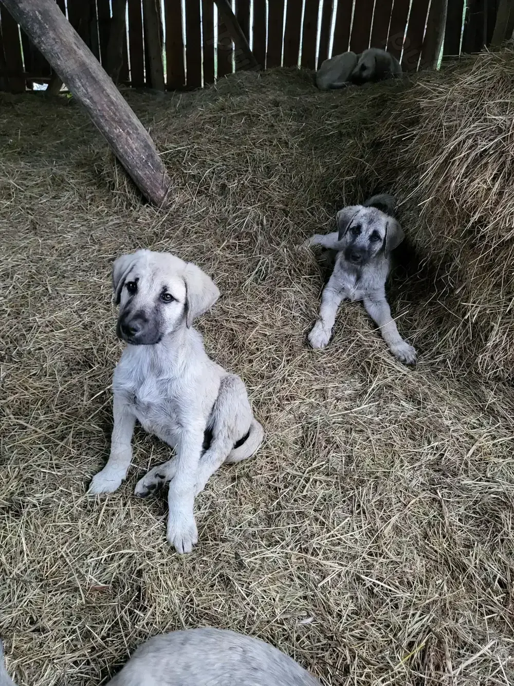 Căței rasa Kangal 10 săptămâni 