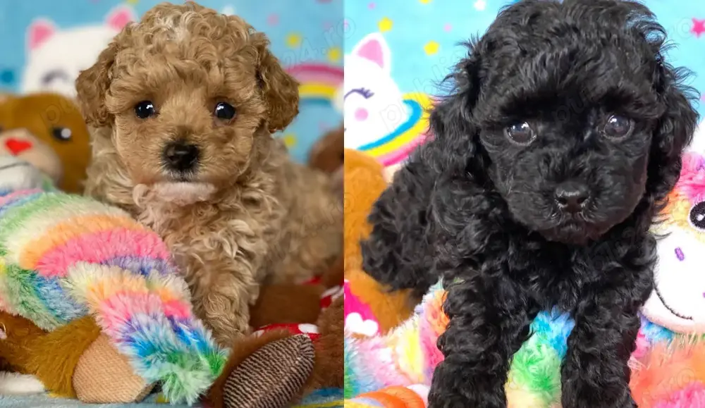 Pui din rasa Caniche Poodle Toy calitate de top 
