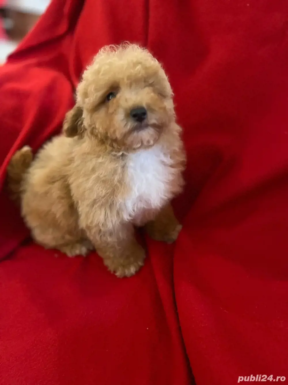 Maltipoo fetiță si băiat 