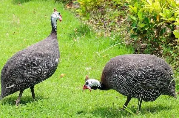 Vând mascul de bibilică 1 an Vând mascul de bibilică 1 an