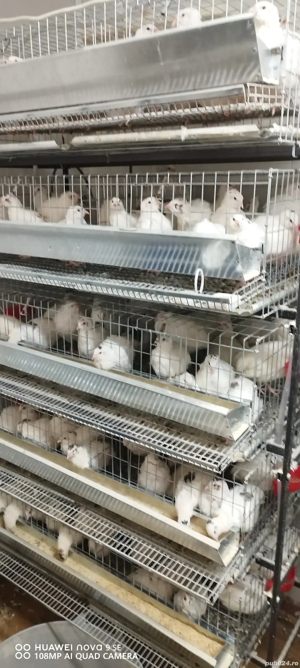 prepelițe outoare!   prepelițe outoare!