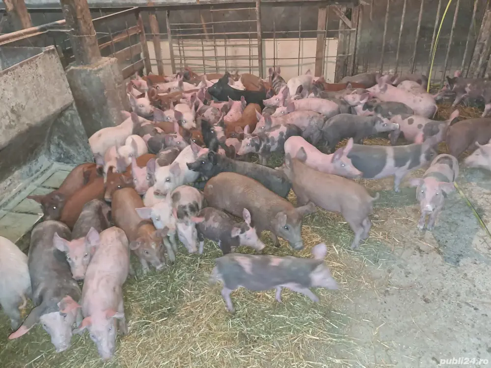 purcei de toate rasele pret intre 150-300 bucata