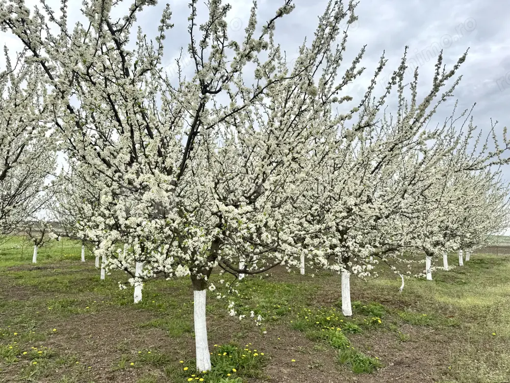 Livada+gradina, teren intravilan 2902mp, Damienesti-Bacau, comision 0