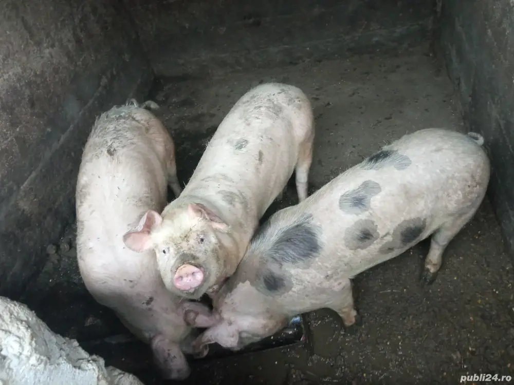 Vand 5 porci la 100-120 kg