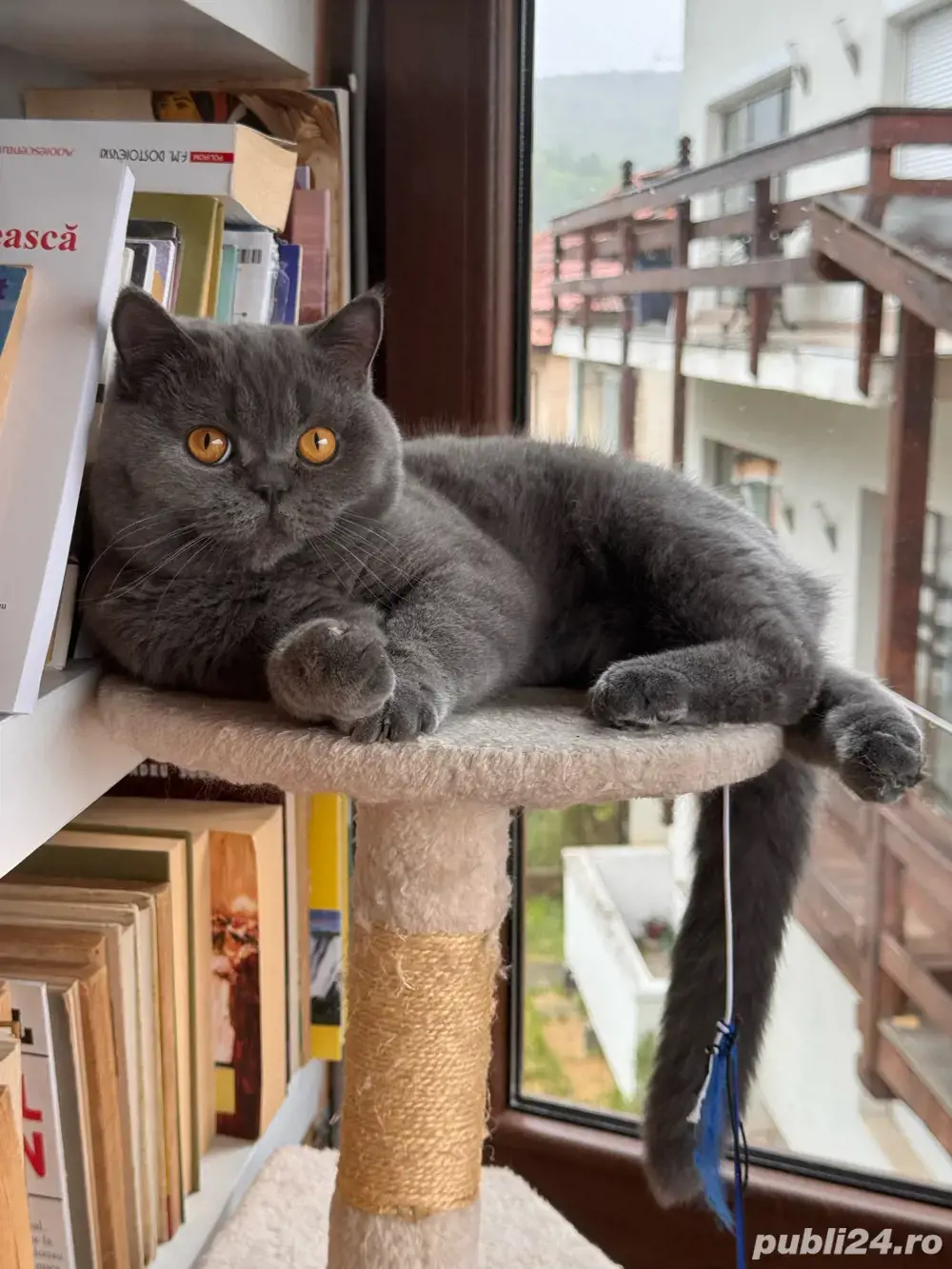 Motan british shorthair Motan british shorthair