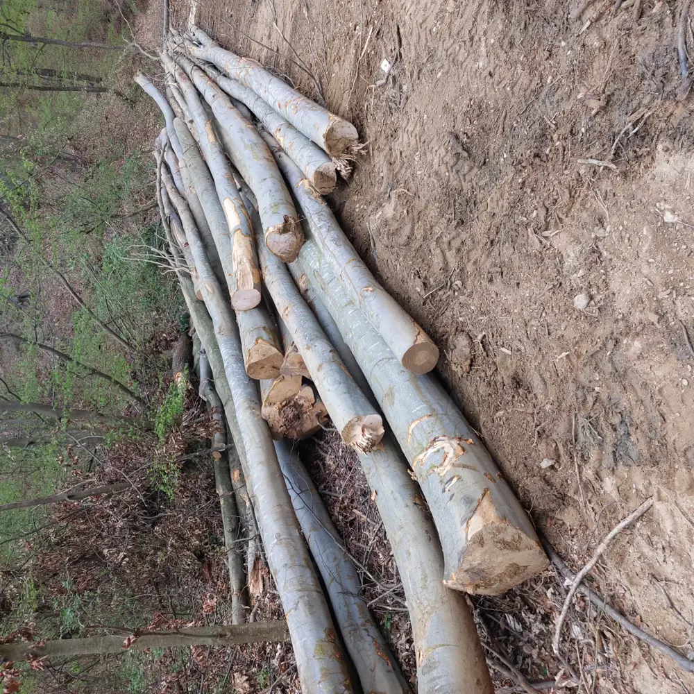 Lemne de foc taiate,sparte si cu transport inclus