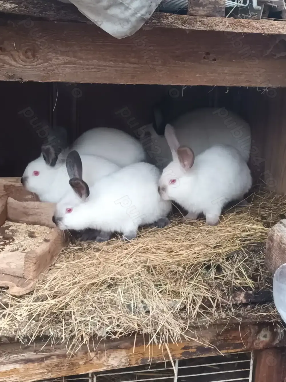 Tineret californian la doua luni