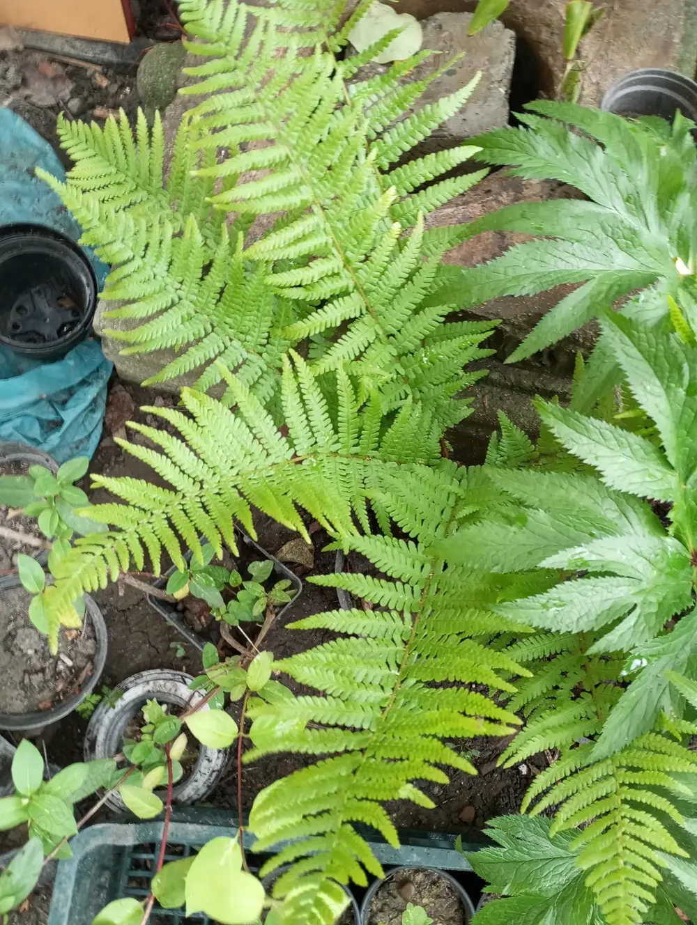 Feriga adaptată de la munte ,planta de umbră și semiumbră.