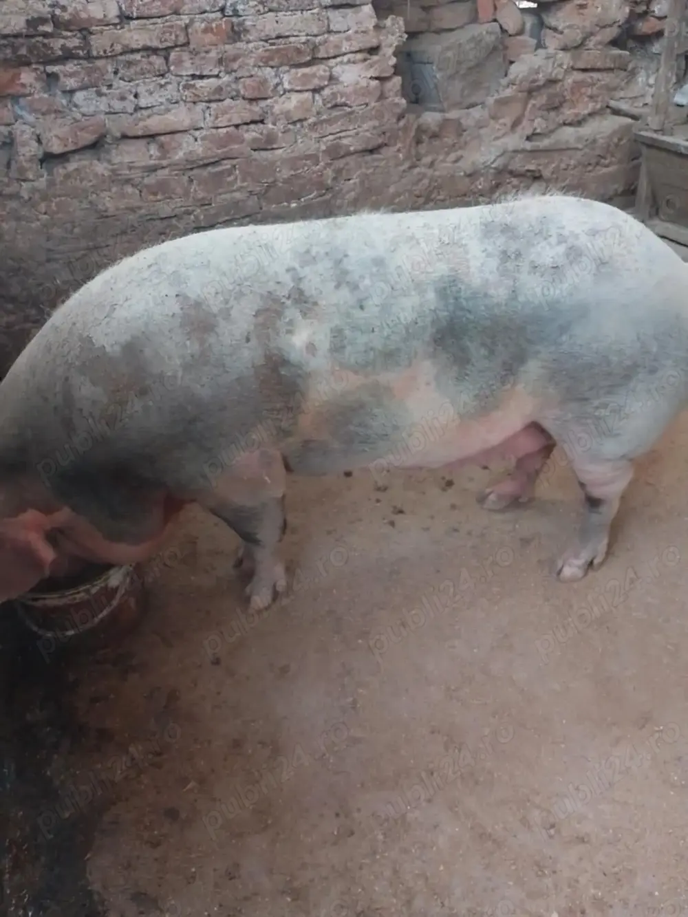 vand scoafa Pietrain vand scoafa Pietrain