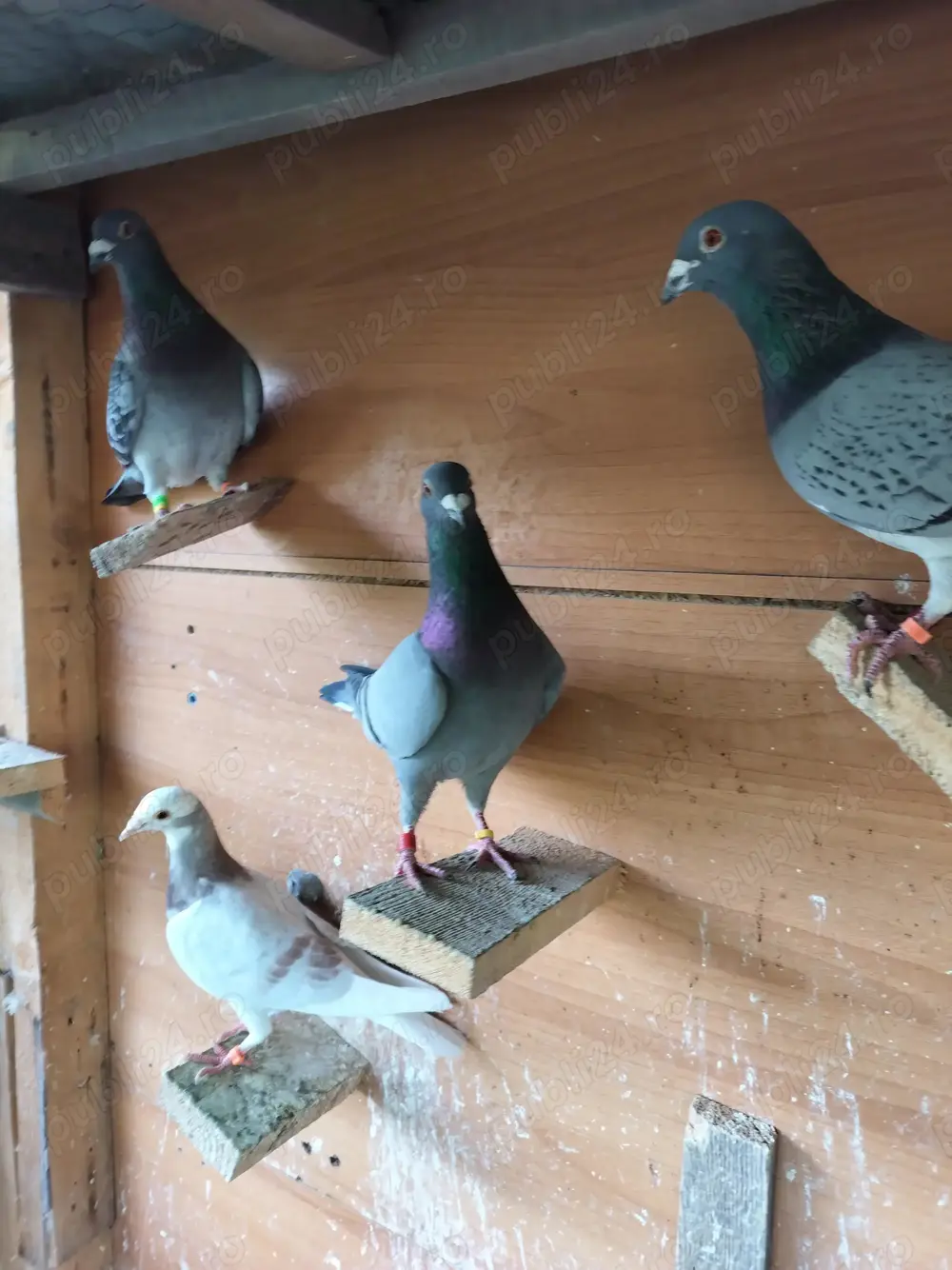 Vand porumbei voiajori Vand porumbei voiajori