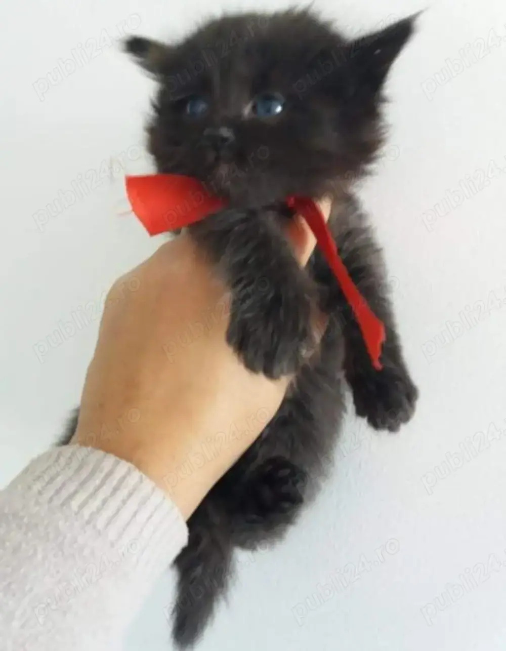 Puiuț British Shorthair black chocolate 