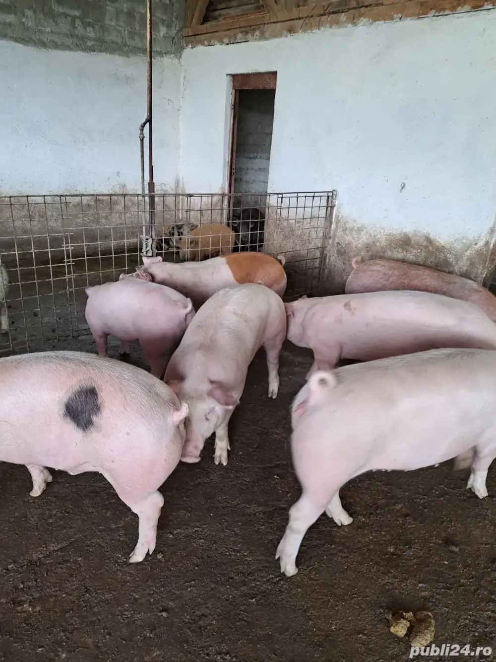 Porci pentru Craciun Porci pentru Craciun