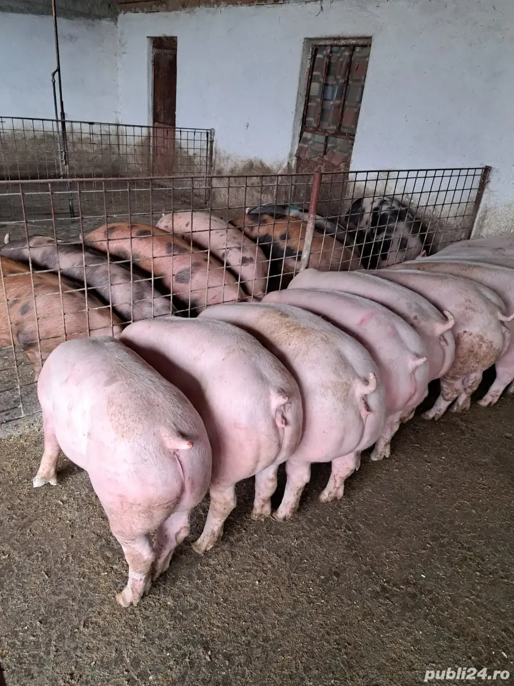 porci de la 20 la 300 kg porci de la 20 la 300 kg