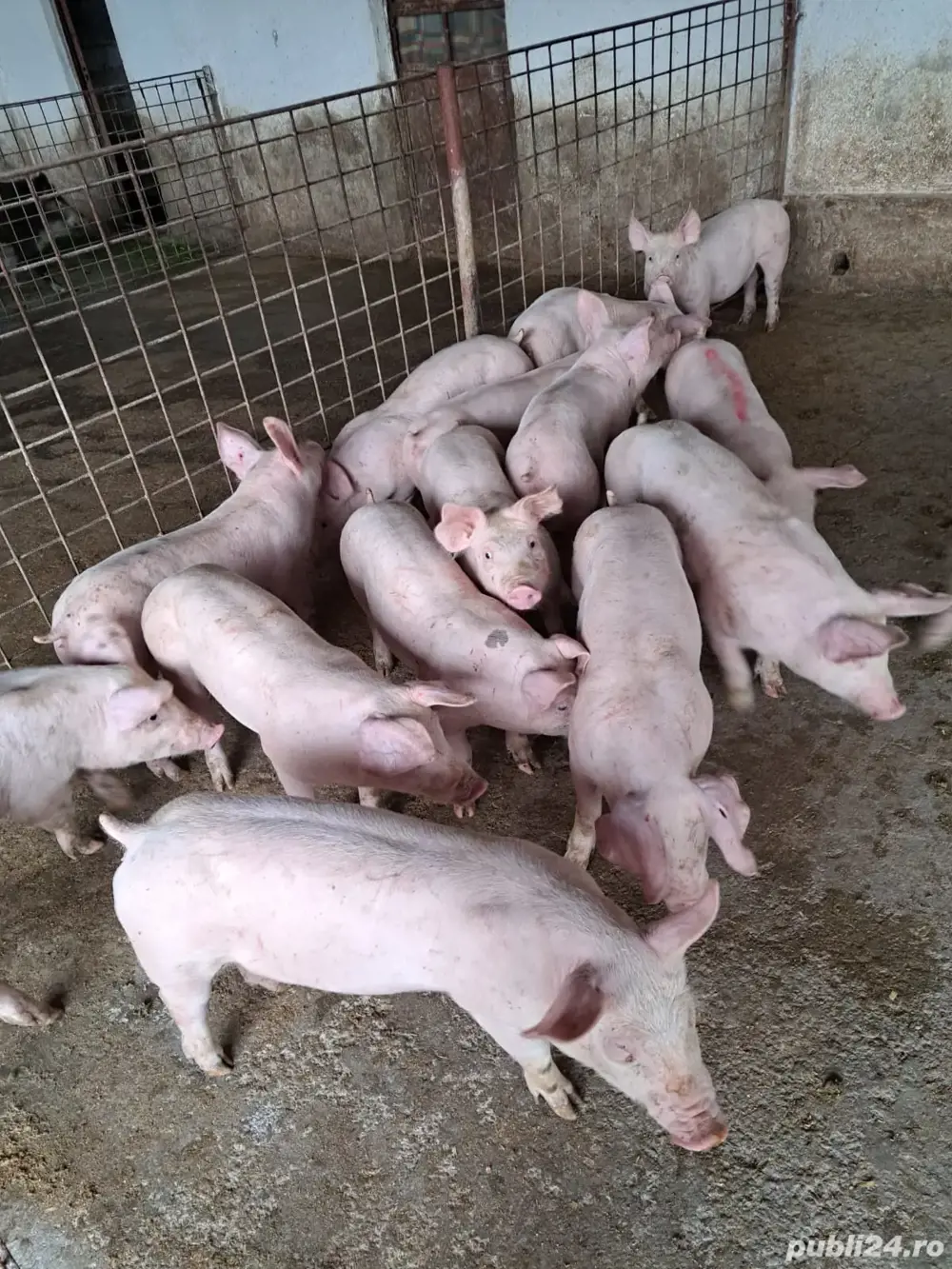 Porci si purcei de carne 