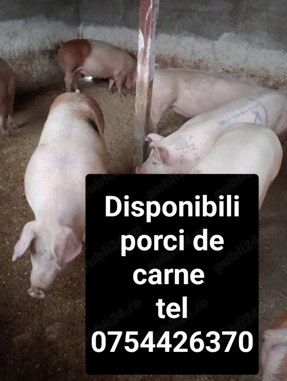 Vând porci de carne 
