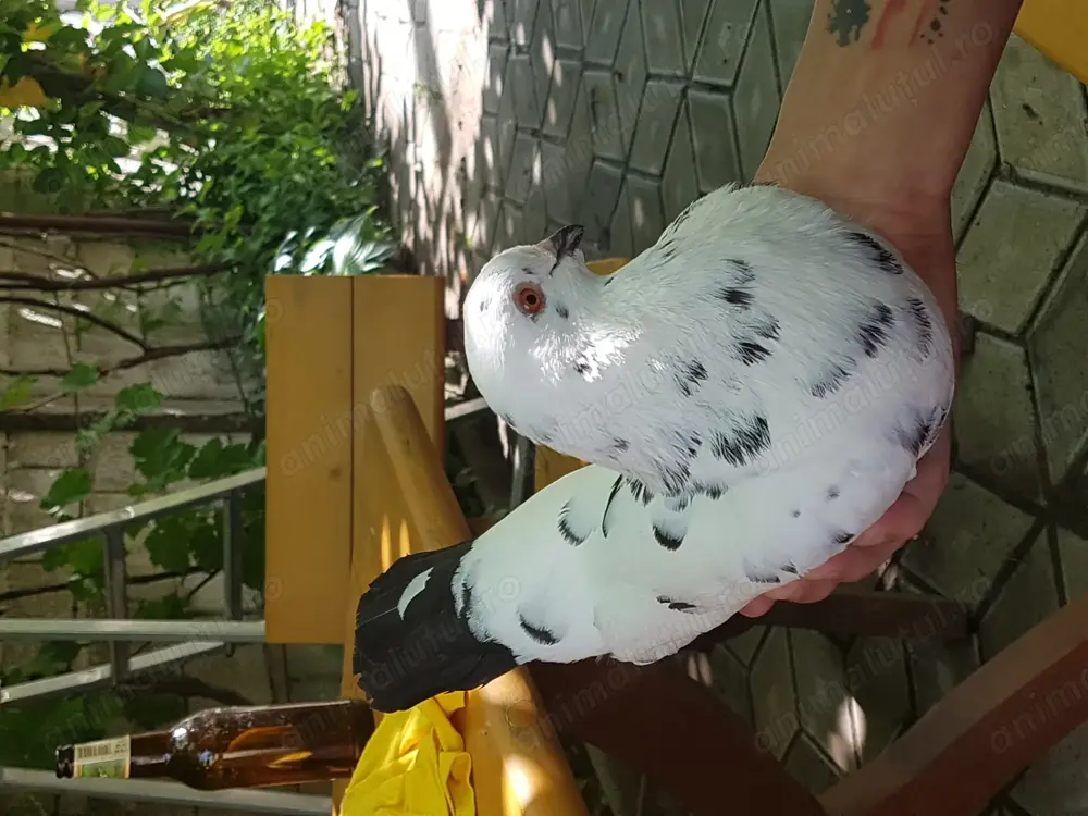 Kingi linie nouă tineri productivi