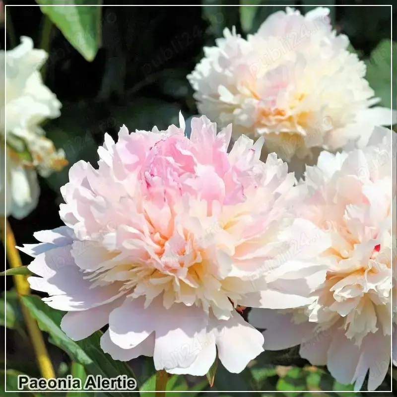 Bujorul parfumat Alertie este o plantă cu o frumusețe regală