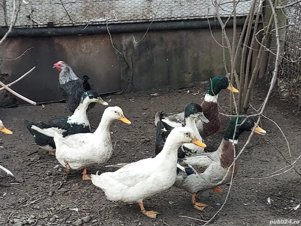 Vind rațe și rățoi 