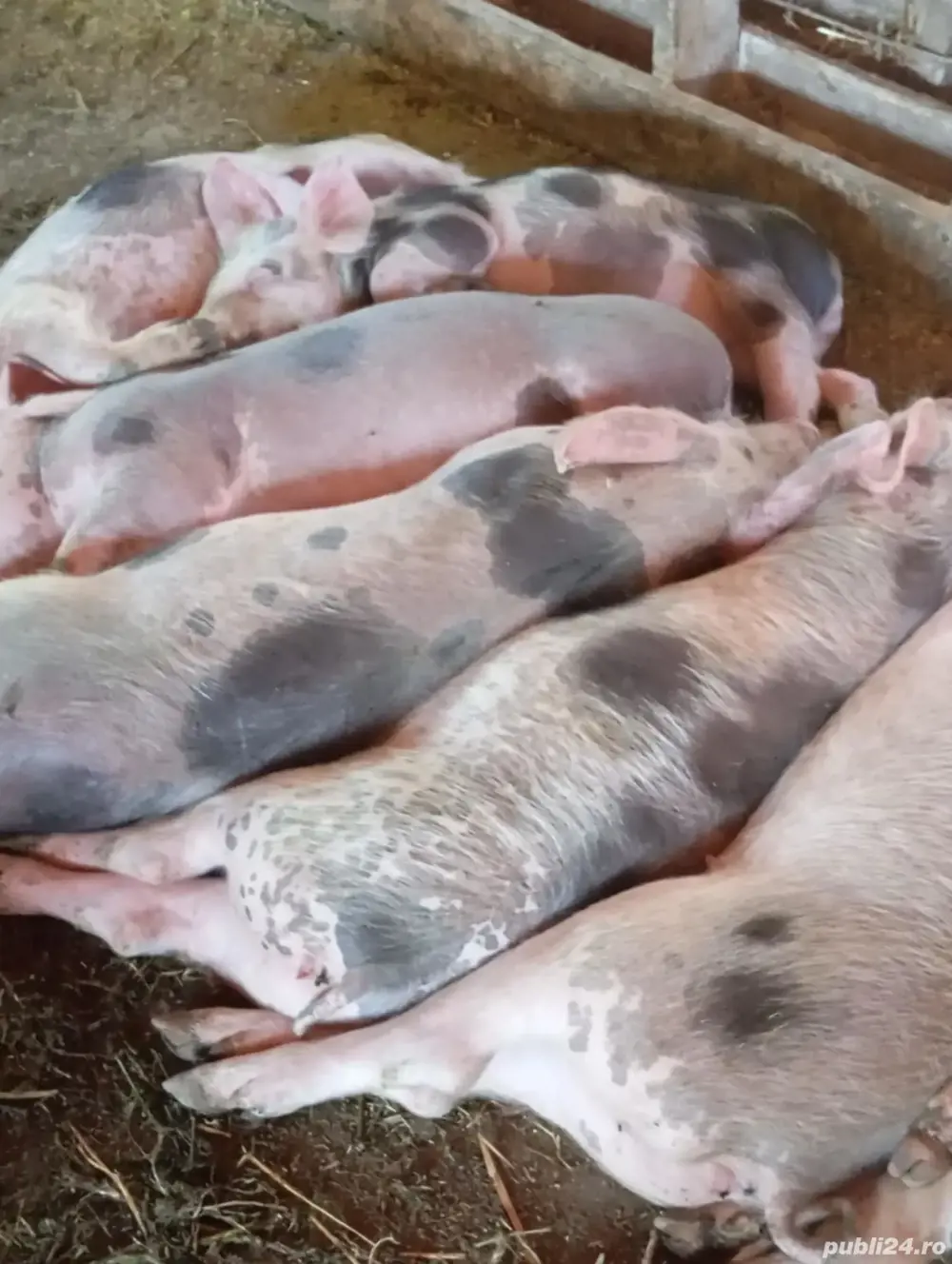 vând purcei  vând purcei