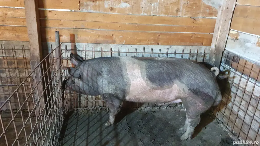 porci 120 160 