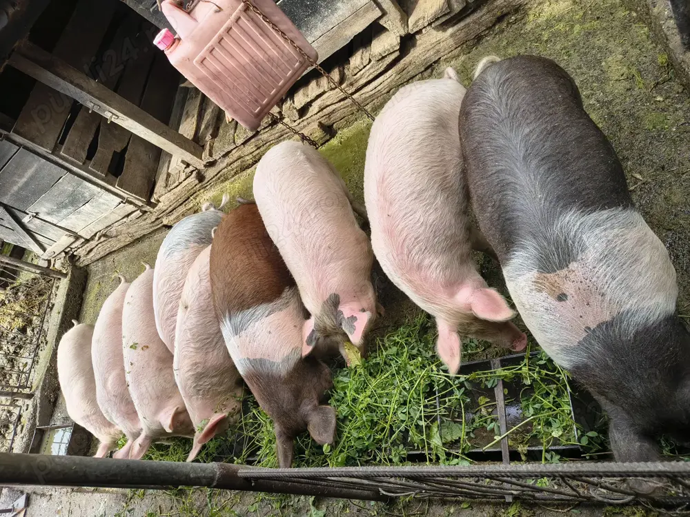 Porci marele alb Porci marele alb