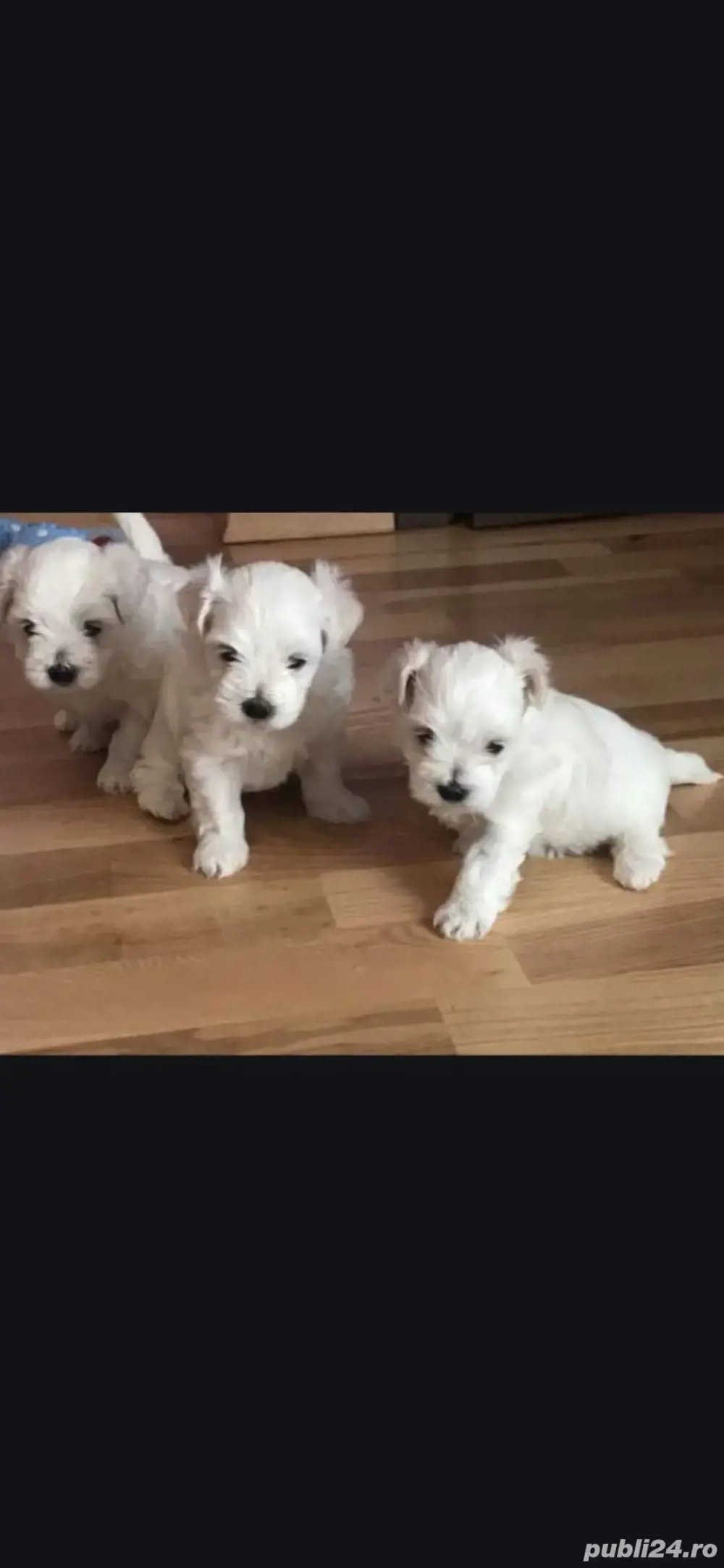 Bichon maltez