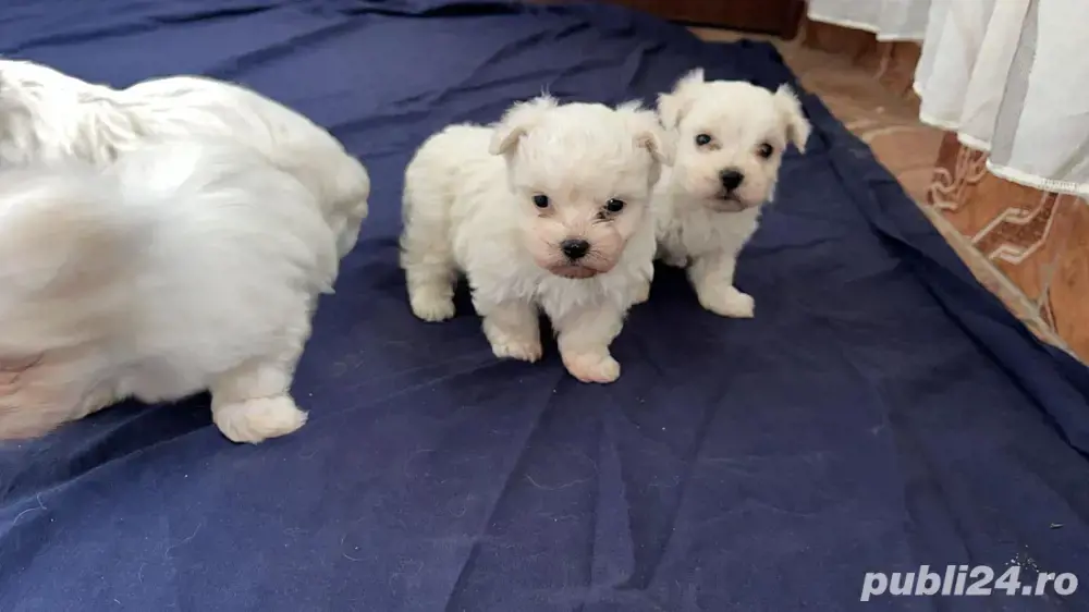 1 fetita de 5 saptamani