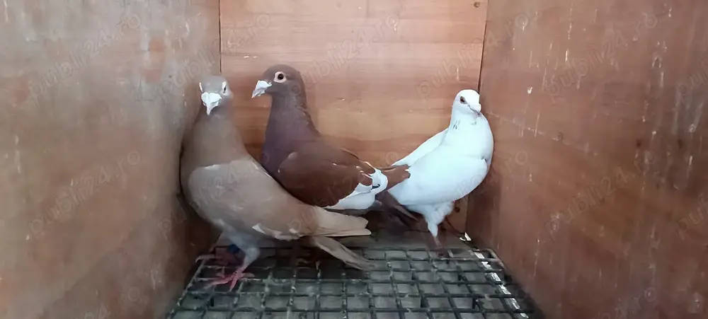 Porumbei  de vânzare 