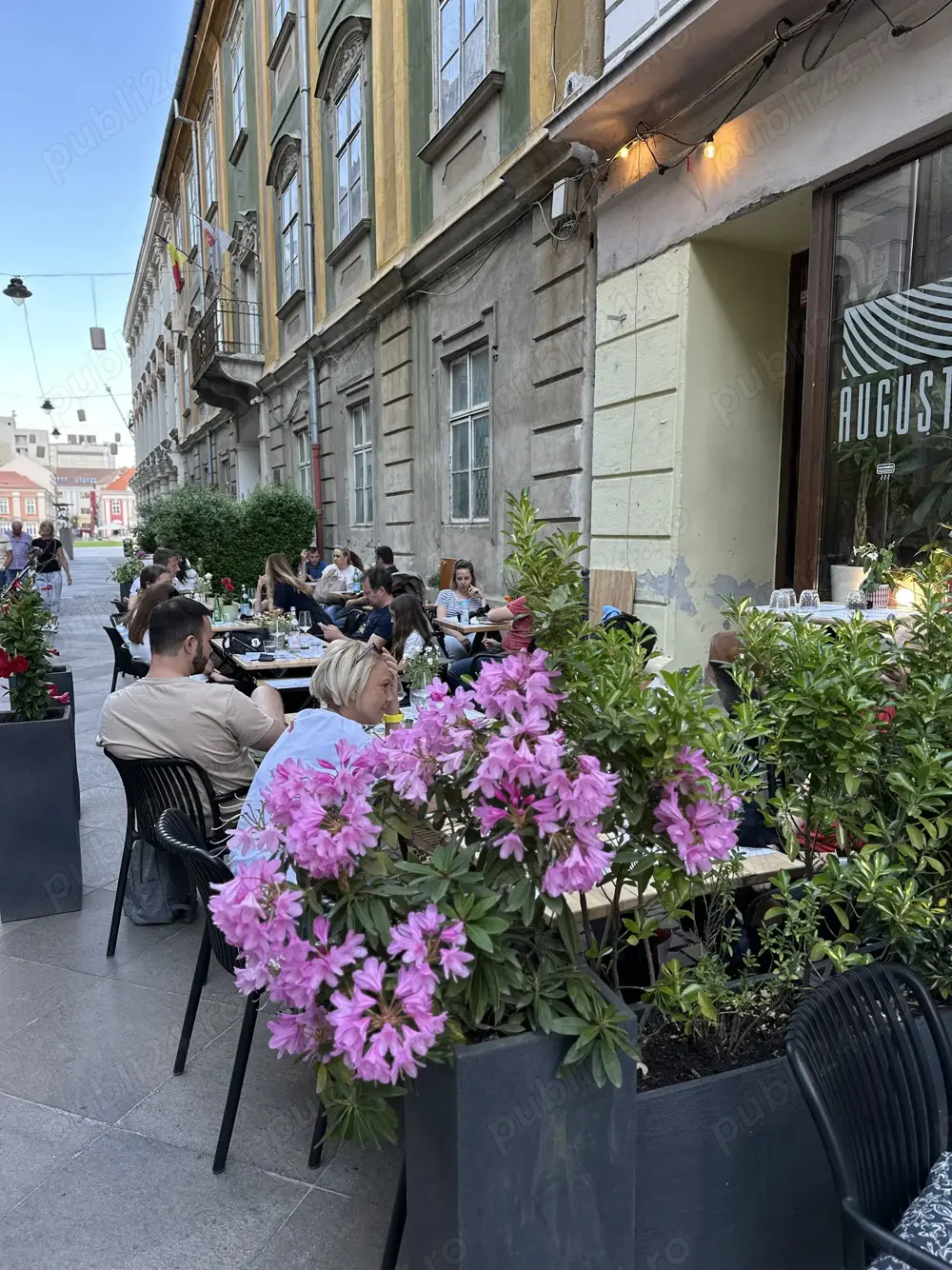 Cautam spaltor de vase