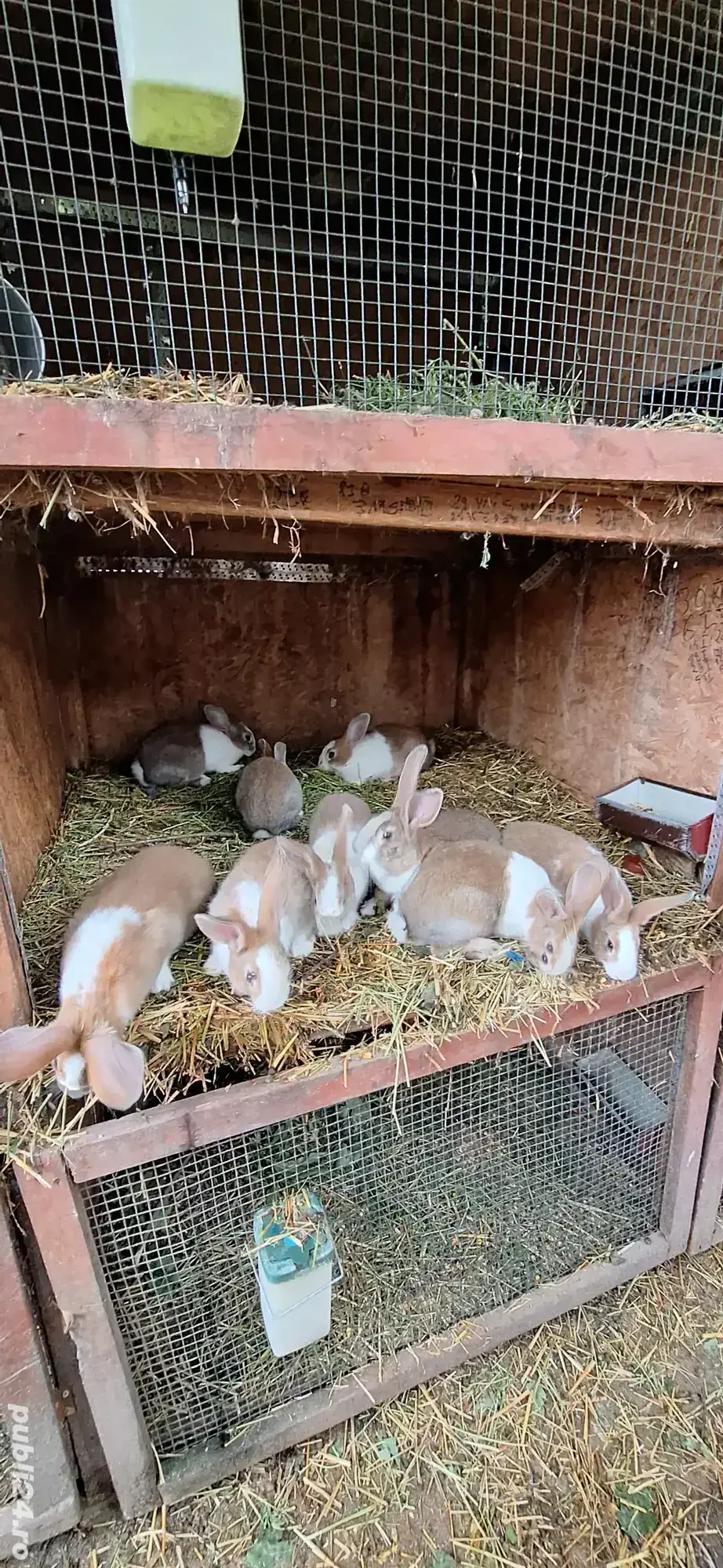 iepuri.hicole. francez