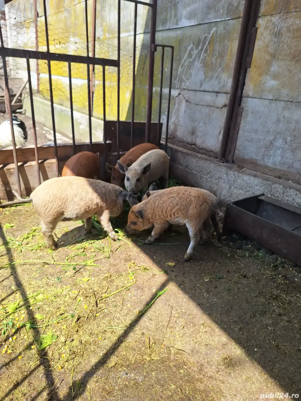 Purcei mangalița de vânzare.