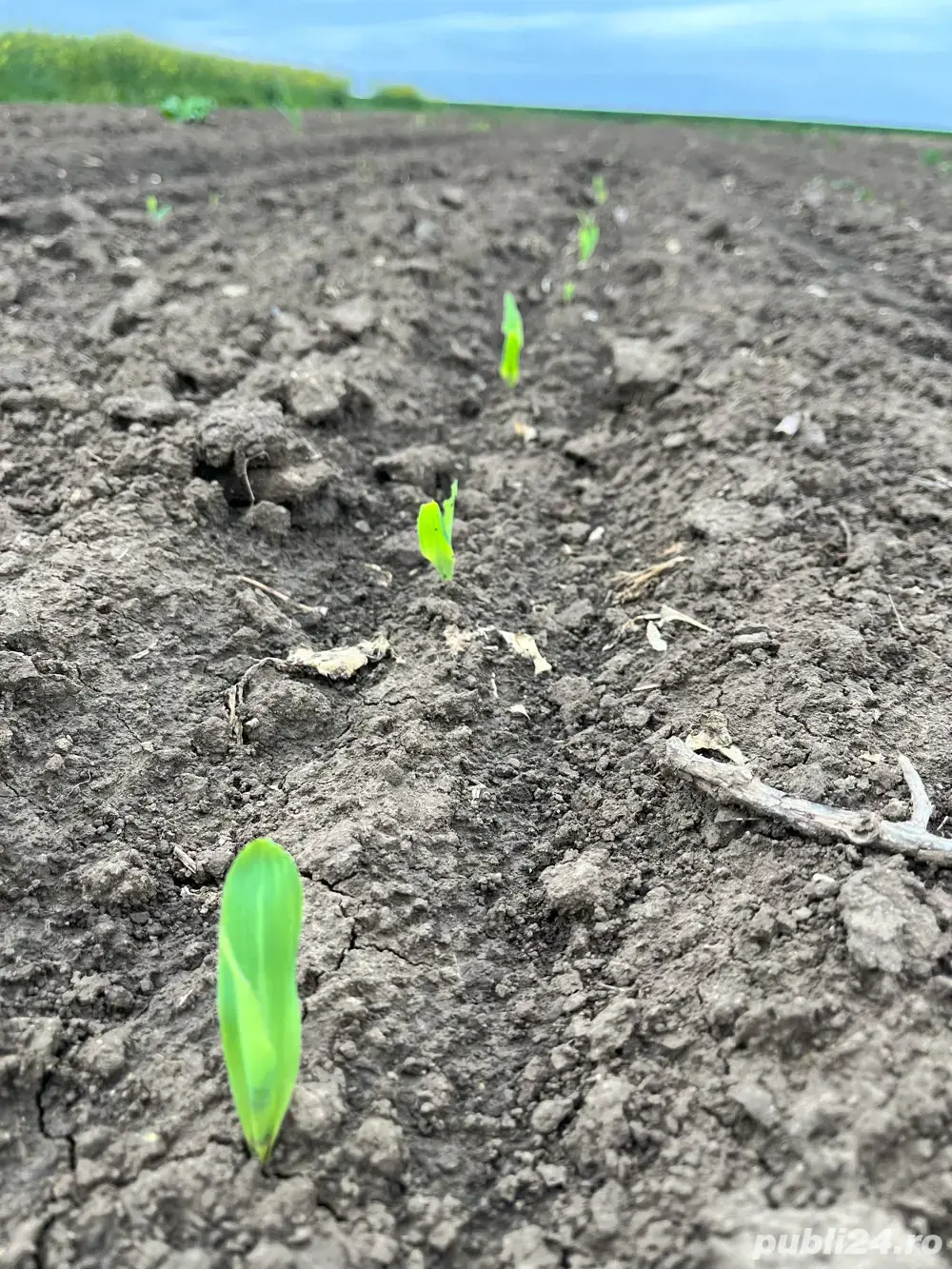 Arendez teren agricol