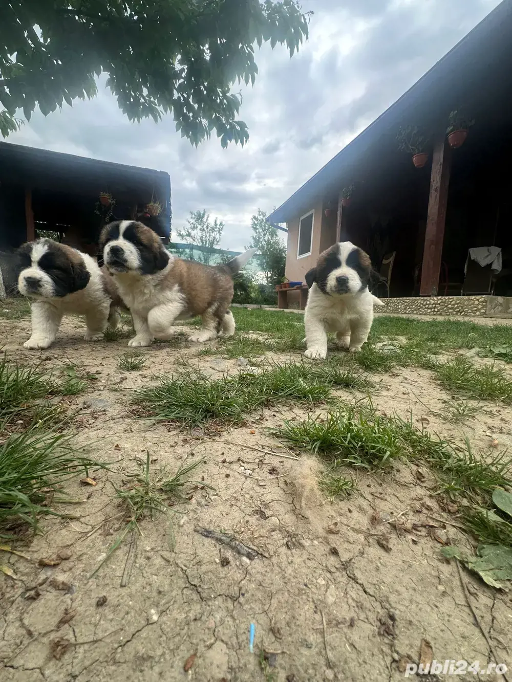 Căței saint bernard  moscovit