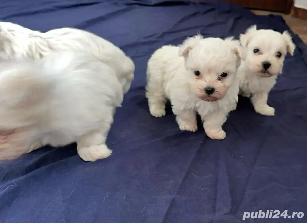 Bichon Maltez Bichon Maltez