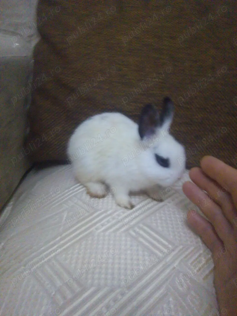 Schimb pereche iepuri super pitici