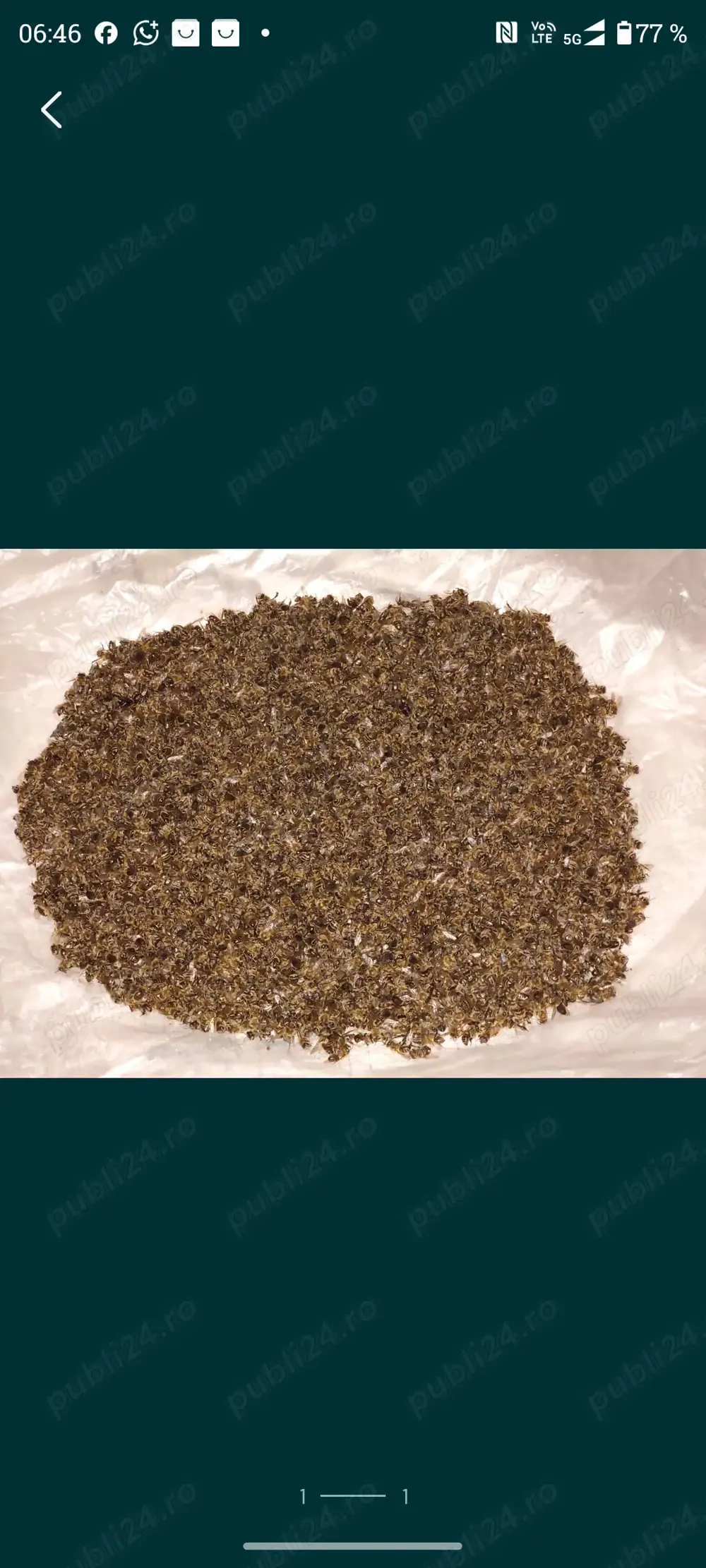 Vând albine pentru prepararea podmore .