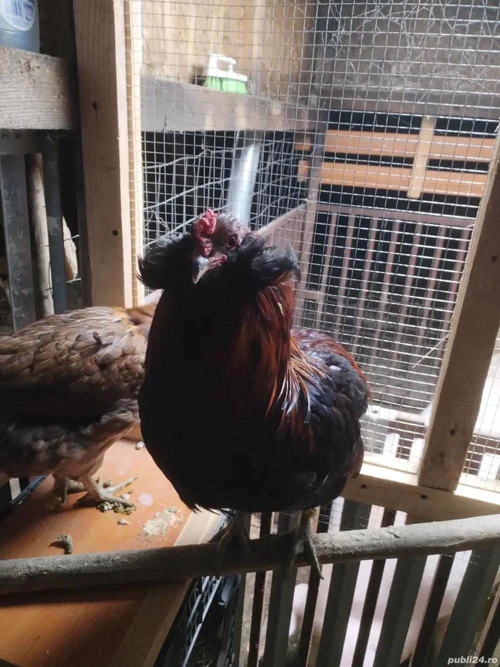 Ouă incubat araucana potîrnichiu sălbatic cu favoriții 