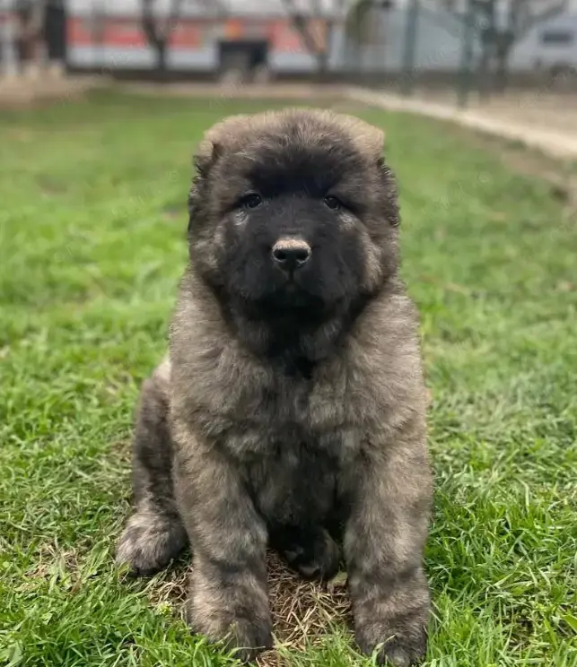 Pui Ciobănesc Caucazian Uriaș- rasă ideală pentru siguranța ta !