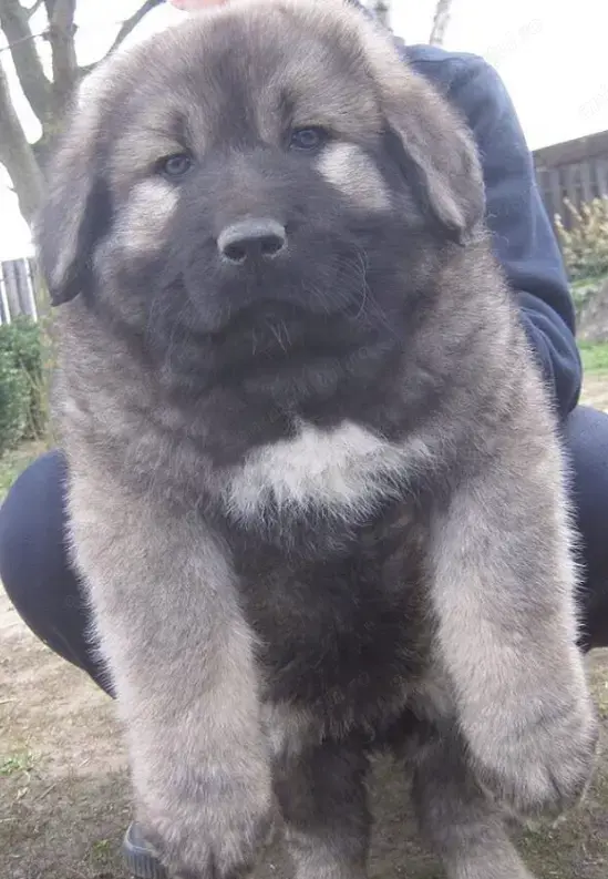 Pui Ciobănesc Caucazian talie uriașă- excelent pentru familia și casa ta !