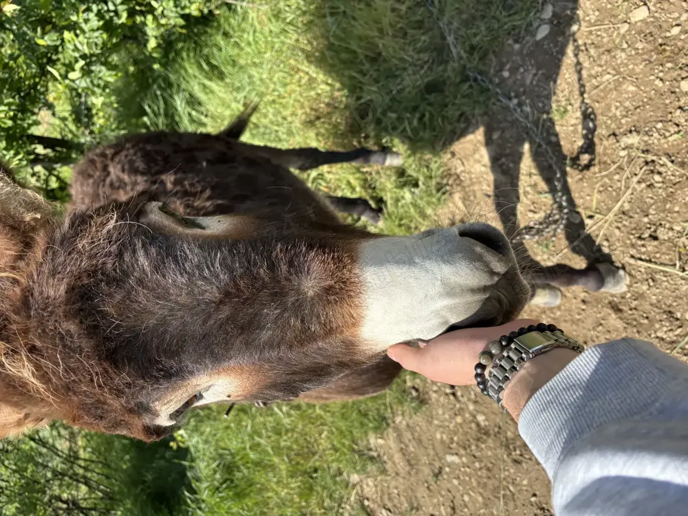 Vând măgăriță gestantă  Vând măgăriță gestantă