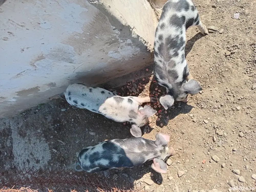 Vand purcei rasa carne petrean