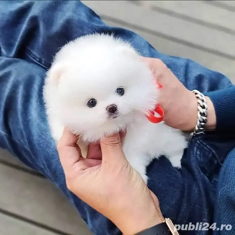 Pomeranian mini toy boo
