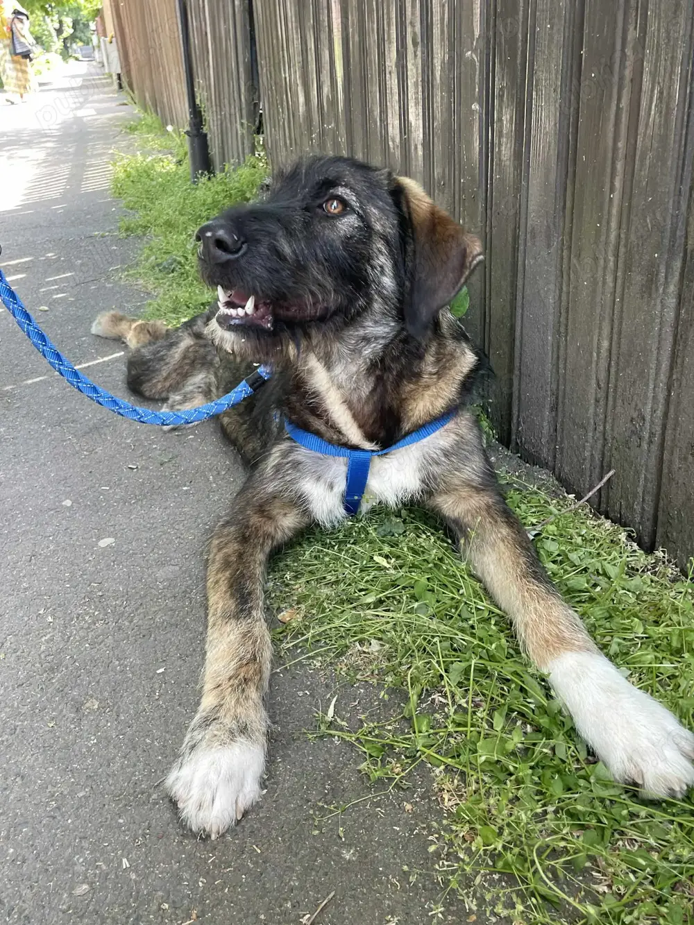 Ady   un băiețel iubitor