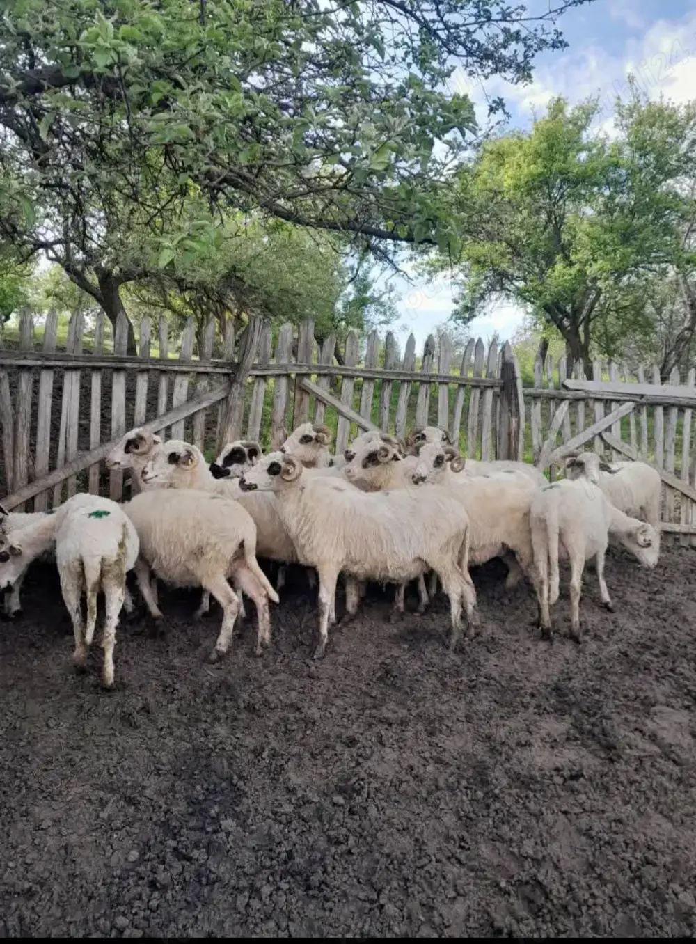 Vand oi țurcane de tinut Vand oi țurcane de tinut