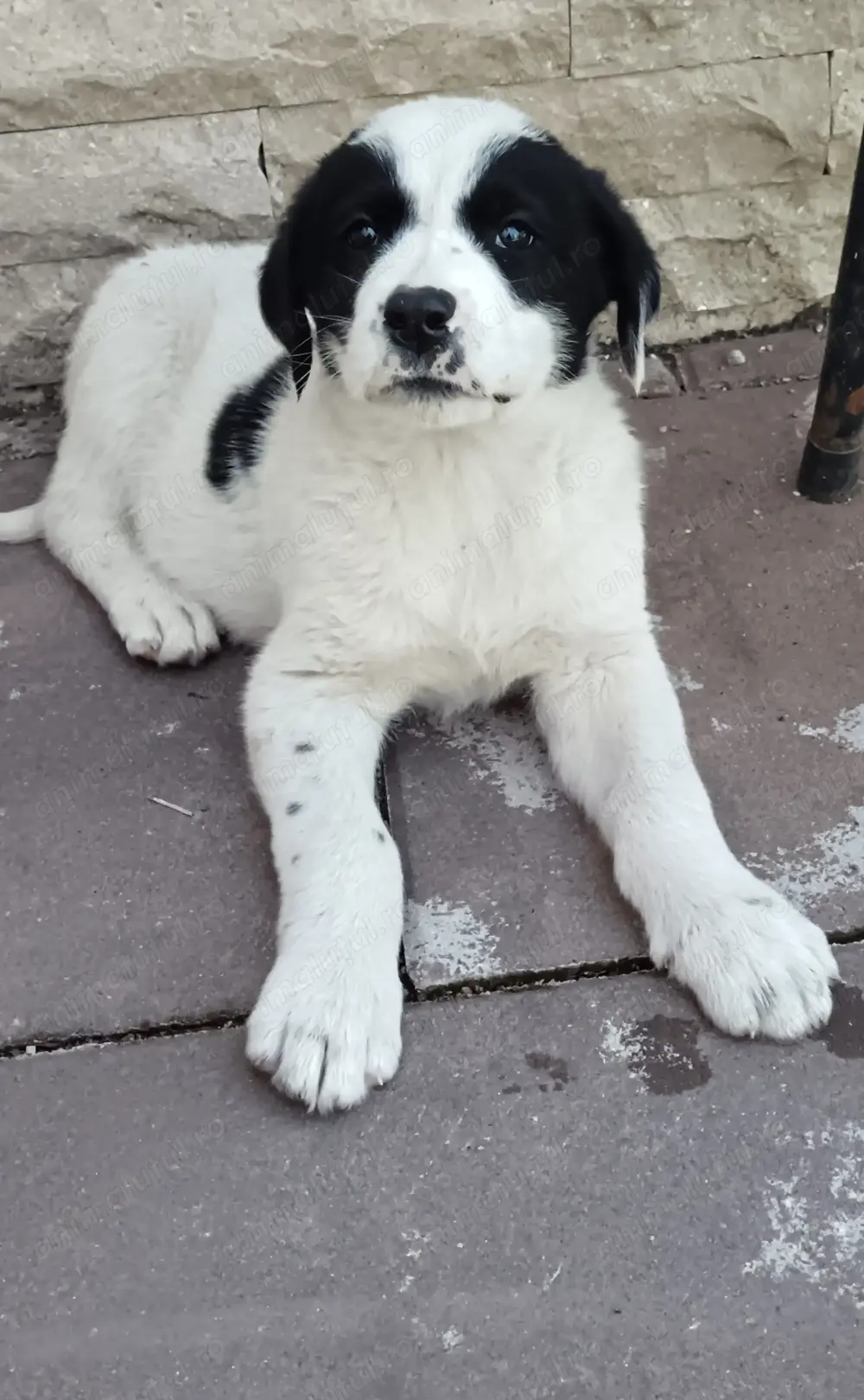 Căței asia Centrală 