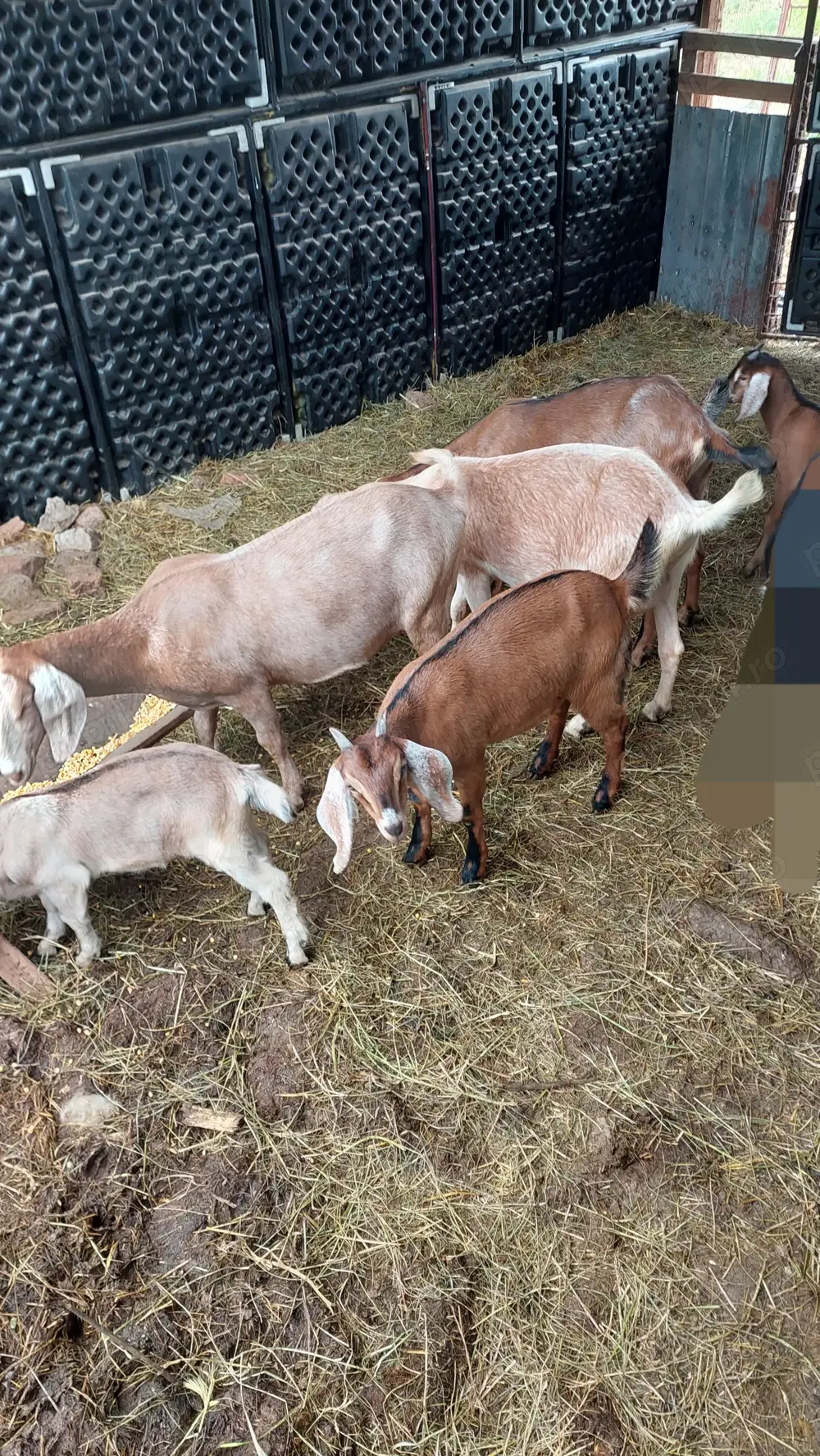 Lot 8 Capre Anglo Nubiene si iezi