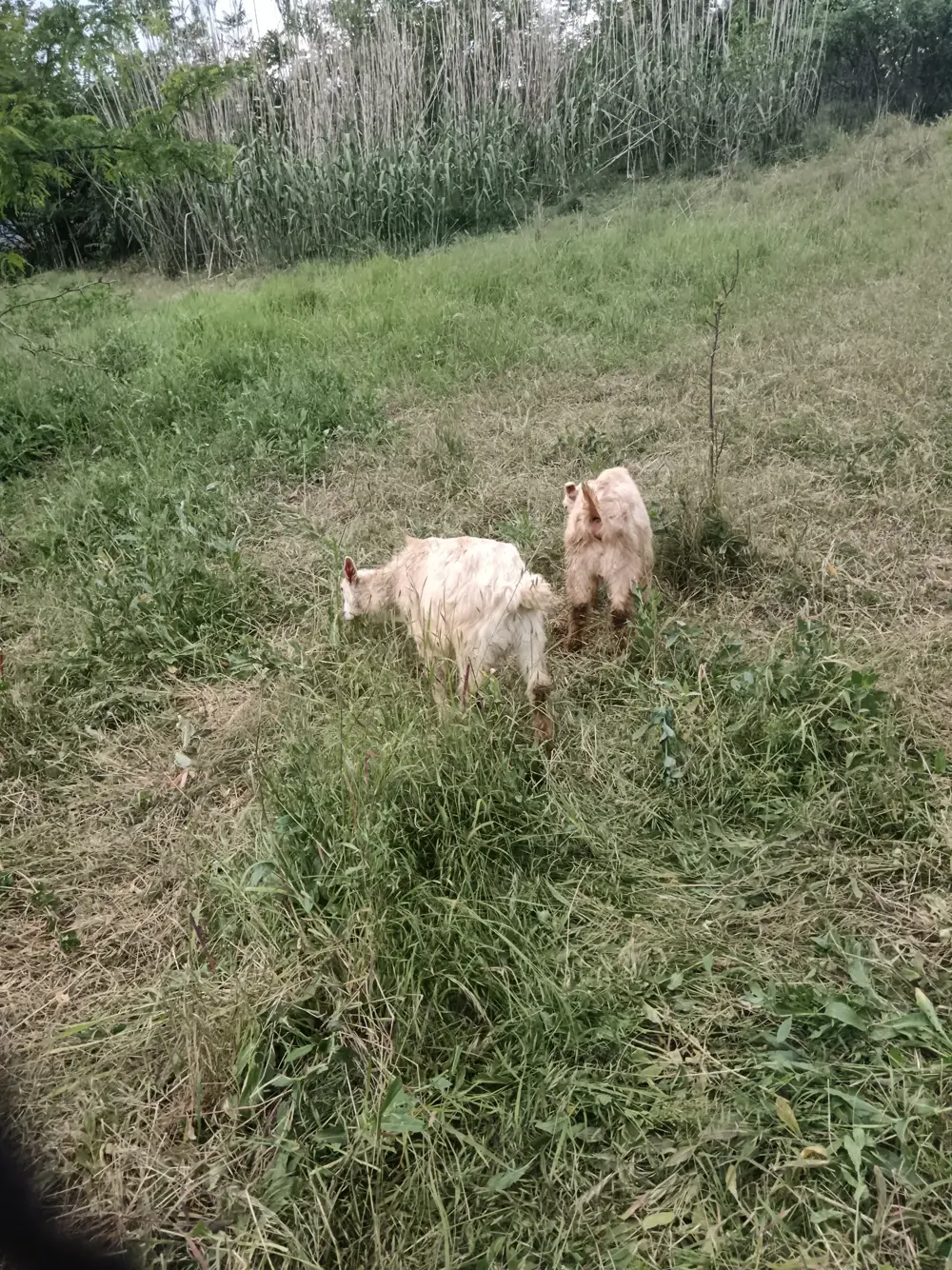 Vând țăișori Vând țăișori